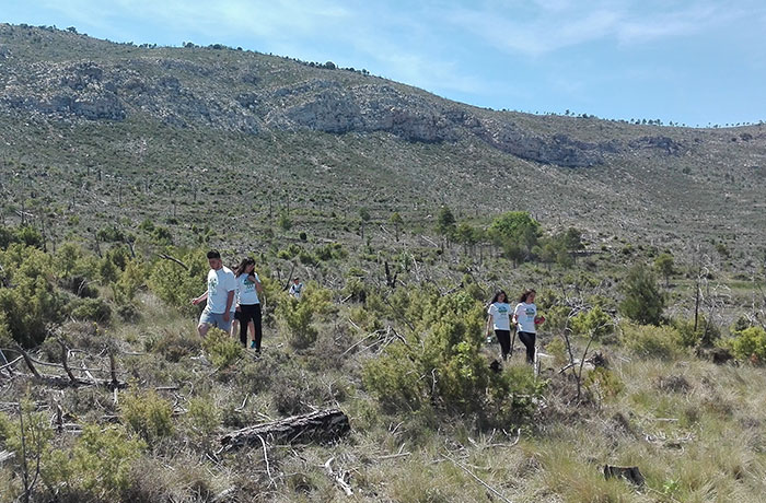 via celere colaborara con plant for the planet